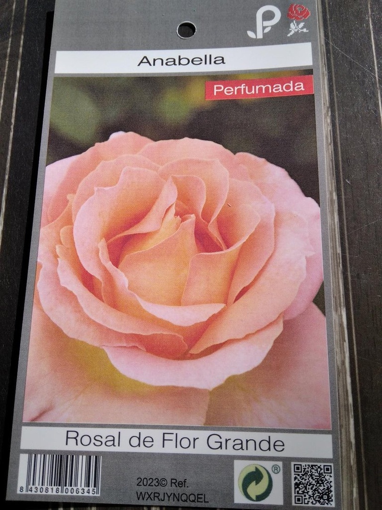 Rosal Anabella, a raíz desnuda