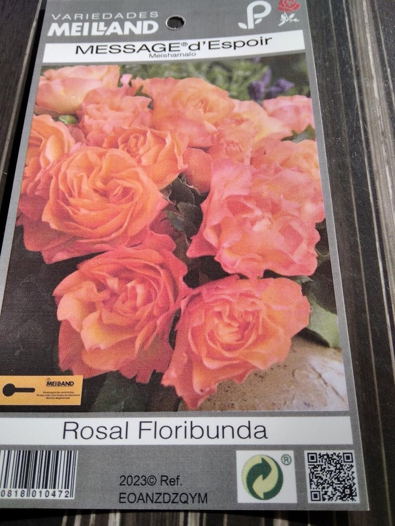 Rosal Message, a raíz desnuda