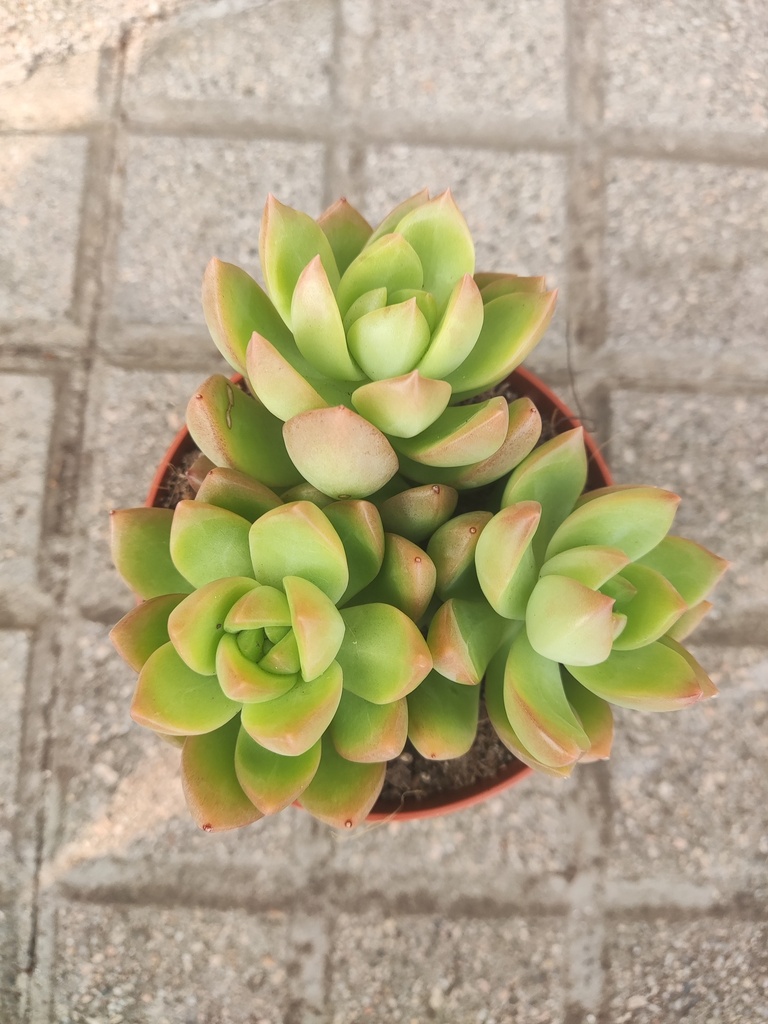 Crasa "Sedum"