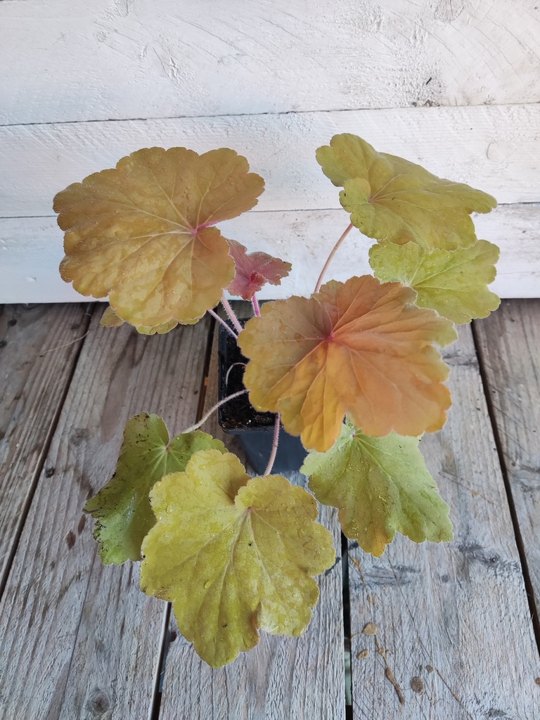 Heuchera Mega Caramel