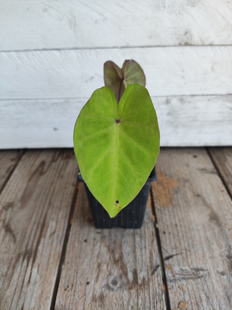 Colocasia White Lava
