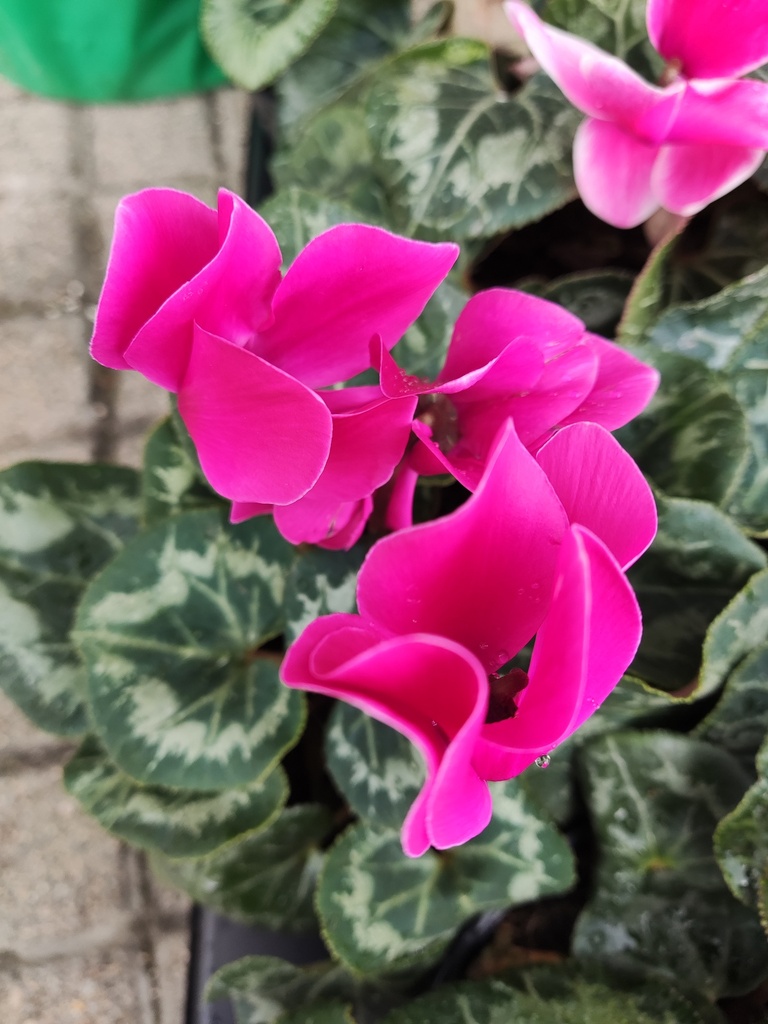 Cyclamen fucsia