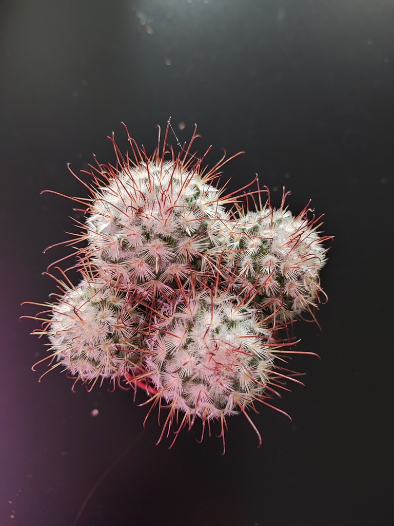 Cactus 2