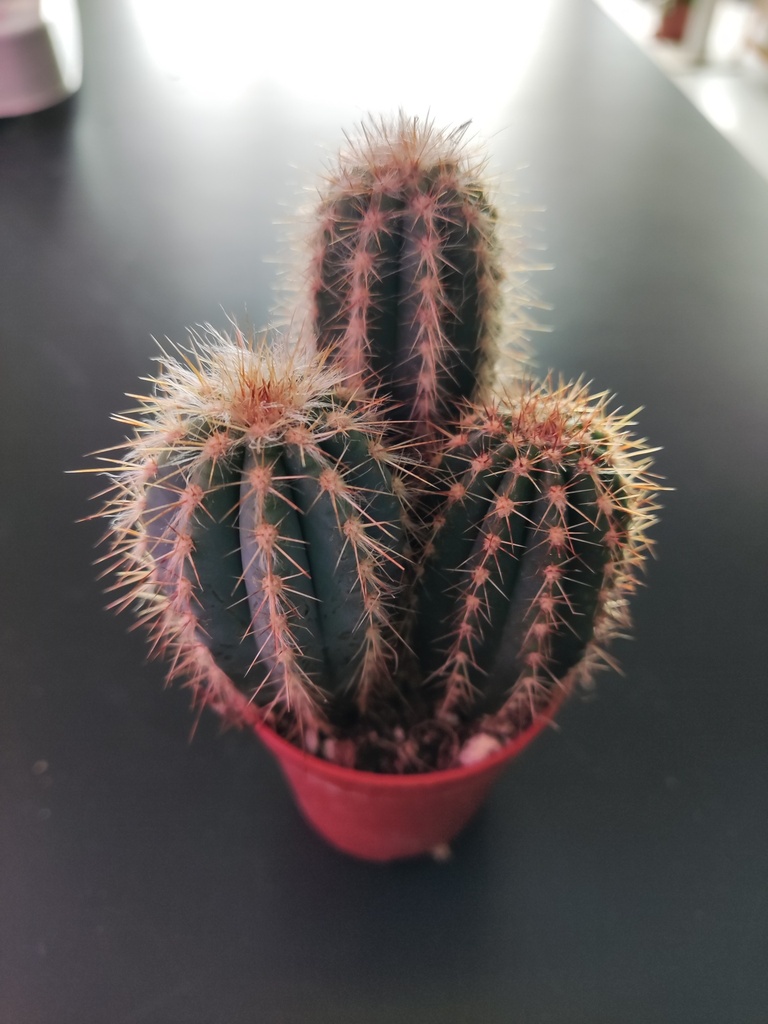 Cactus 6