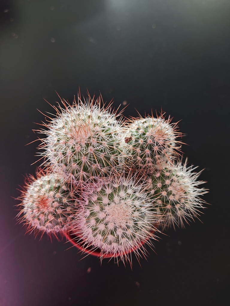 Cactus 8