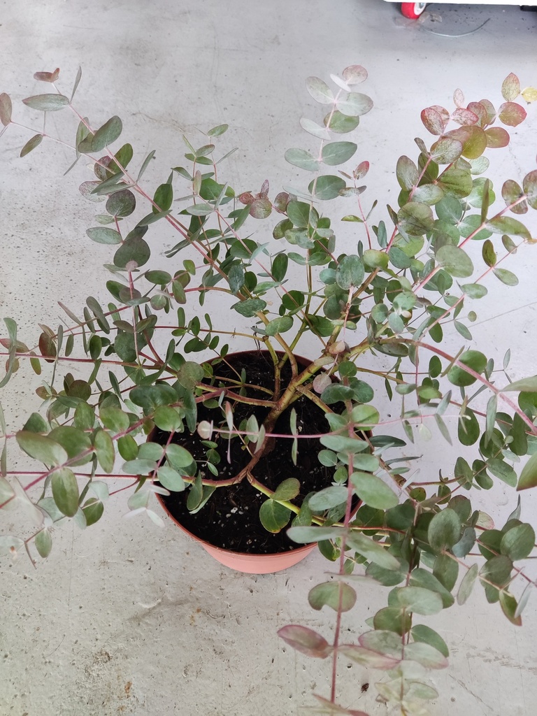 Eucalipto Gunnii, maceta 2,5 litros