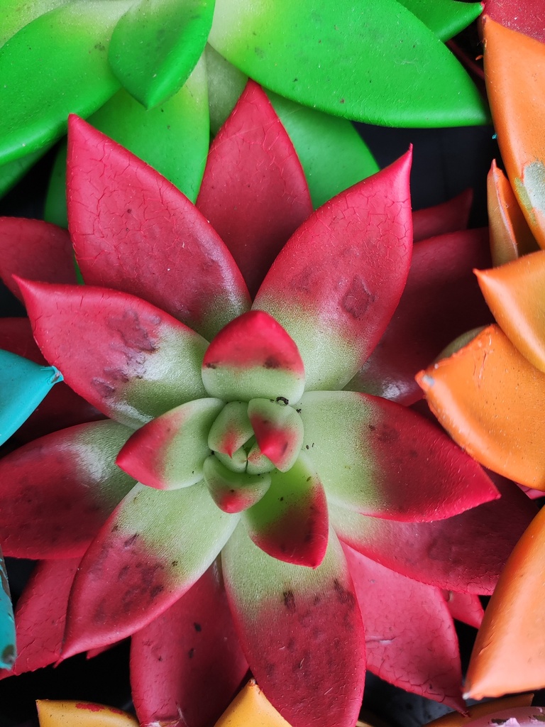 Echeveria roja