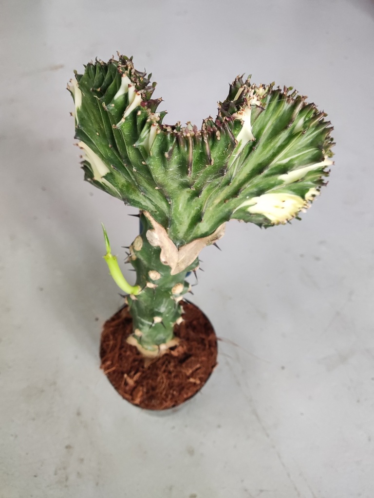 Euphorbia lactea verde y blanca
