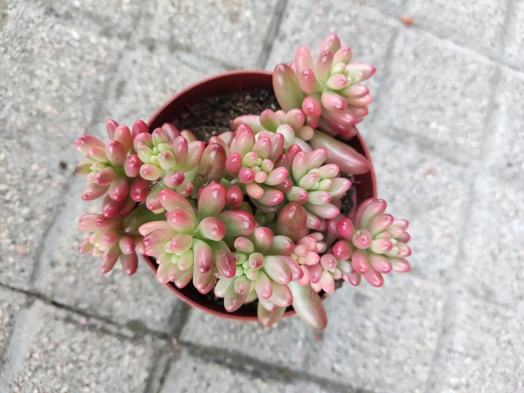 Sedum rojo