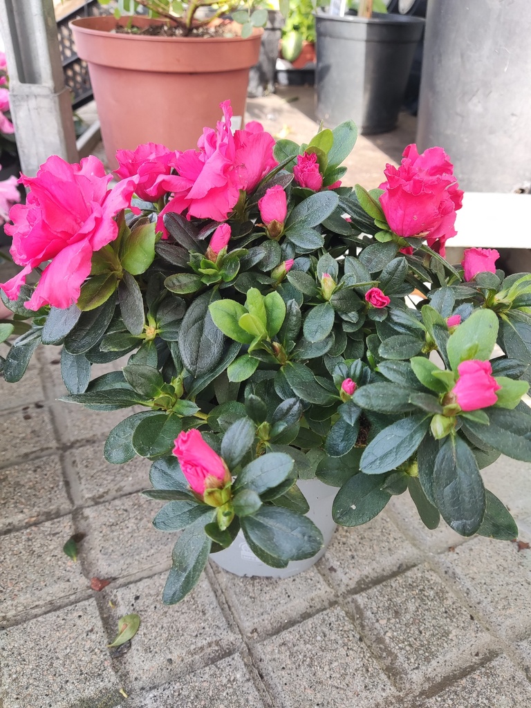 Azalea roja