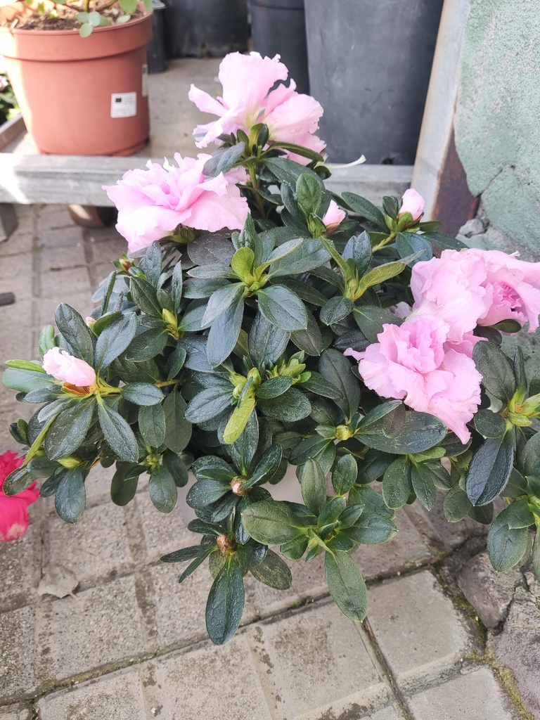 Azalea rosa claro