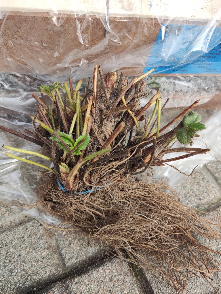 Fresa, variedad San andreas, manojo 10 unidades