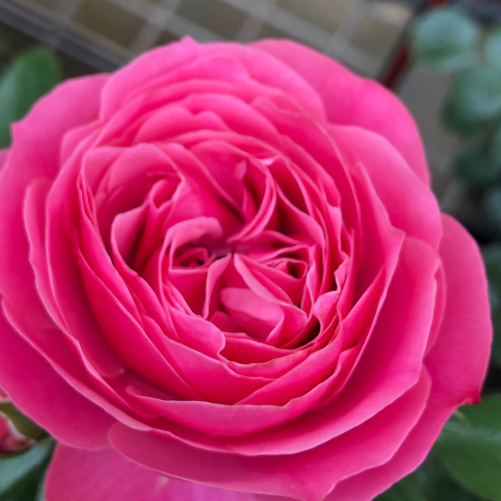 Rosal Leonardo da Vinci, a raiz desnuda