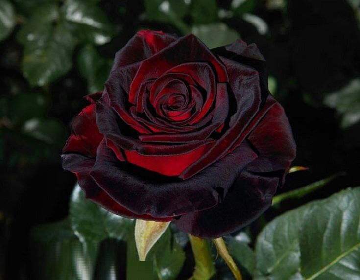 Rosal Black Baccara, a raiz desnuda