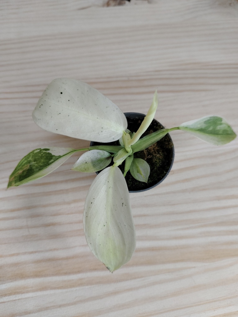 Philodendron Jose Buono