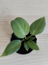 Philodendron Gloriosum