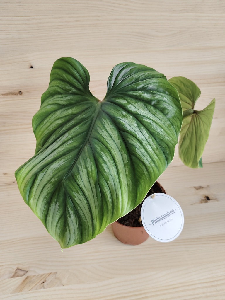 Philodendron Plowmanii