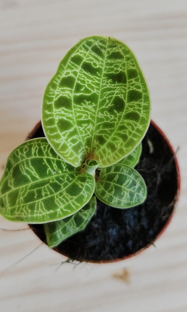 Orquídea Joya Macodes Petola