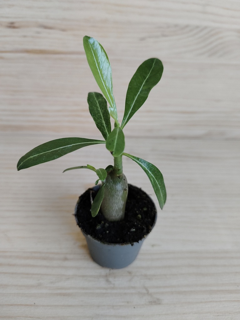 Adenium obesum