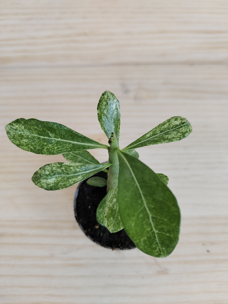 Adenium obesum variegato