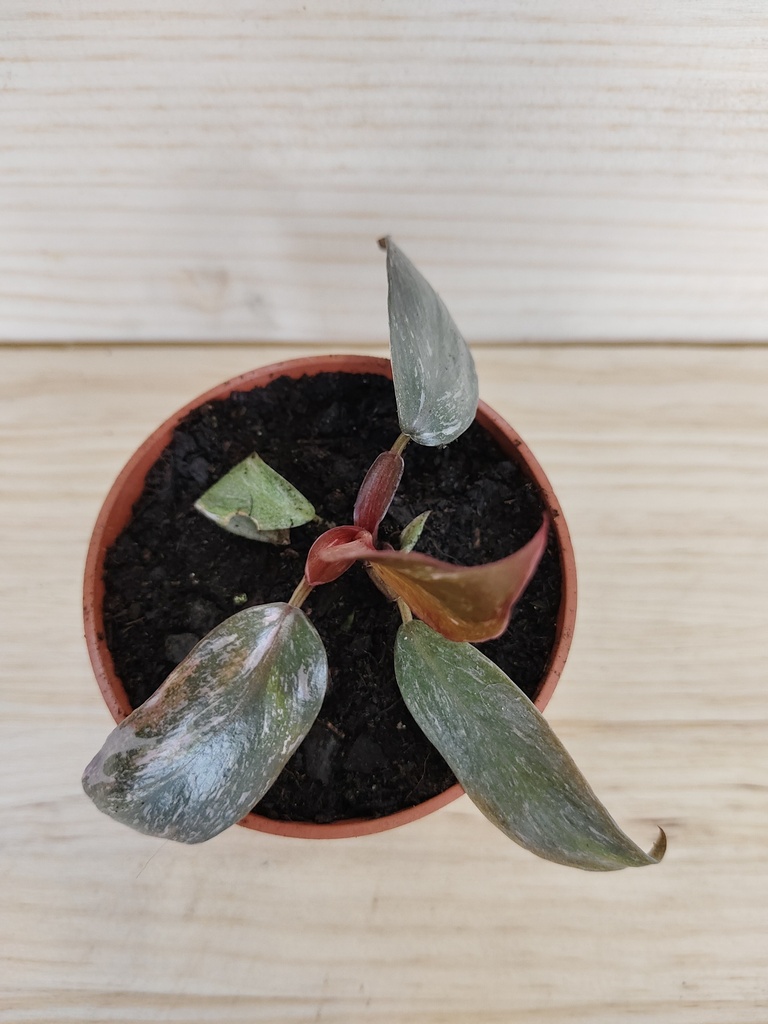 Philodendron Pink Princess Marble