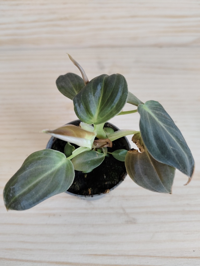 Philodendron Melanochrysum