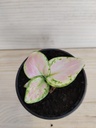 Aglaonema Pink