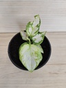 Aglaonema snowflakes