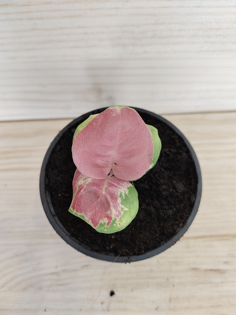 Aglaonema red