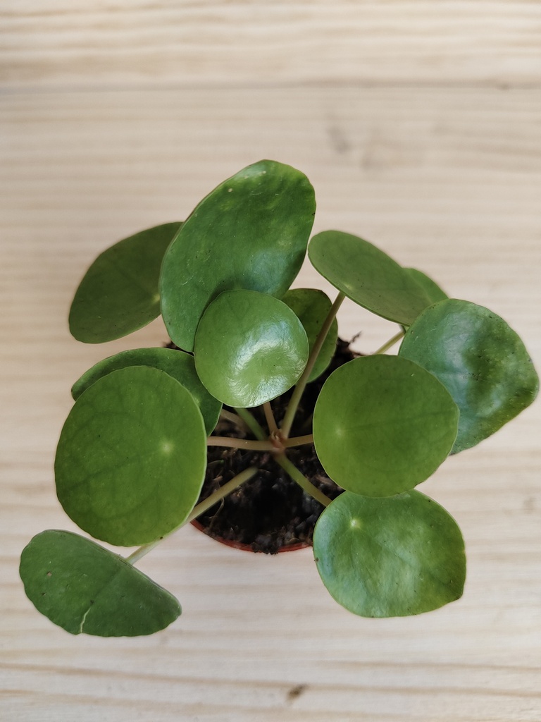 Pilea Peperomioides