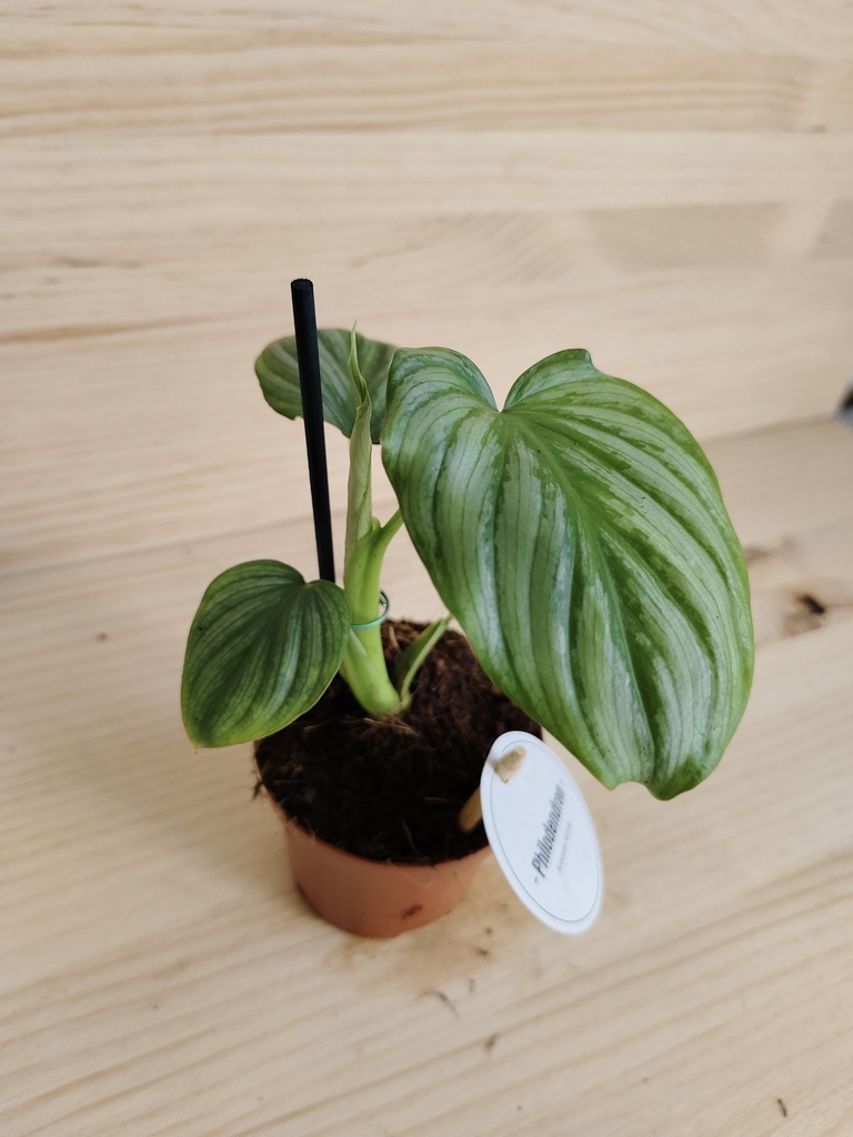 Philodendron plowmanii pequeño