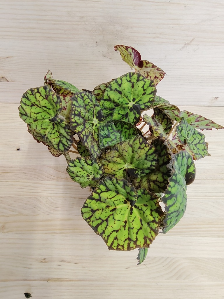 Begonia Magik verde