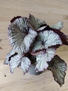 Begonia Magik 5