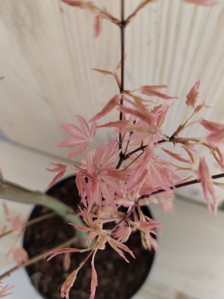 Acer Palmatum Taylor