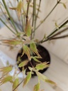 Acer Palmatum Orange Dream
