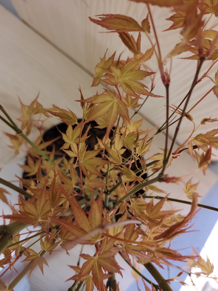 Acer Palmatum Katsura