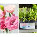 Lisianthus Pink