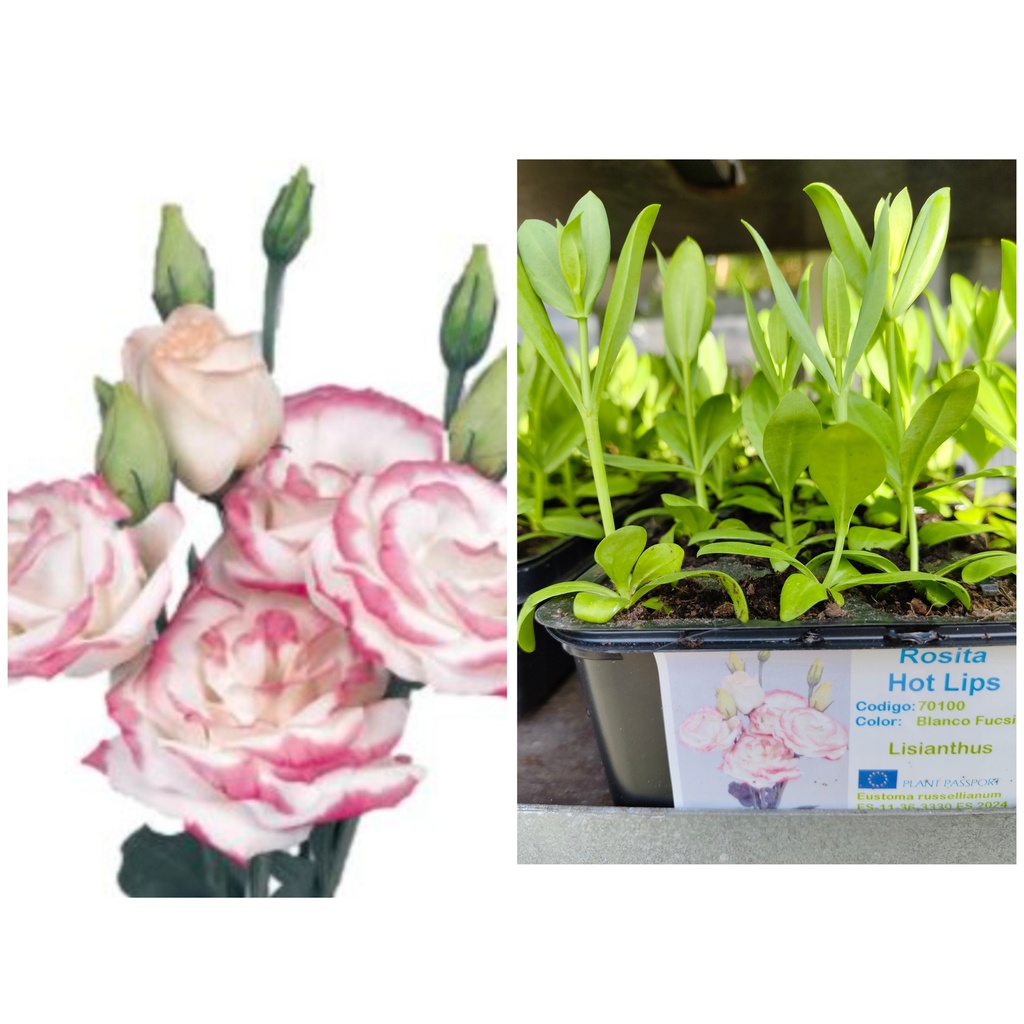 Lisianthus Hot Lips