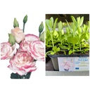 Lisianthus Hot Lips