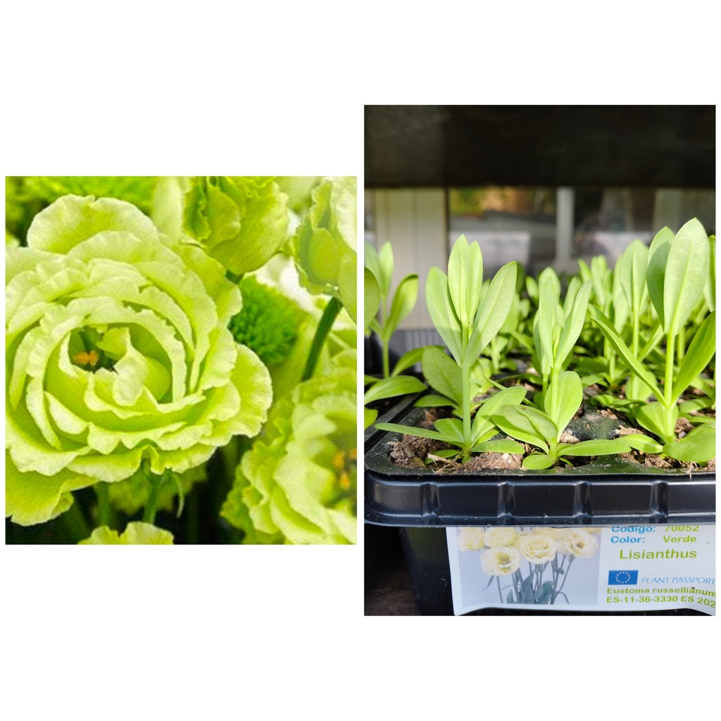 Lisianthus Green