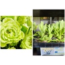 Lisianthus Green