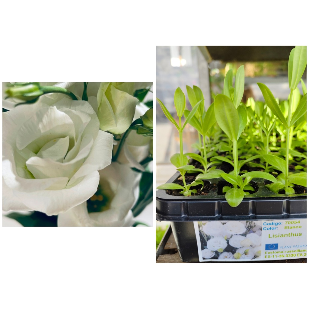 Lisianthus White