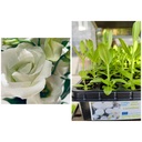Lisianthus White