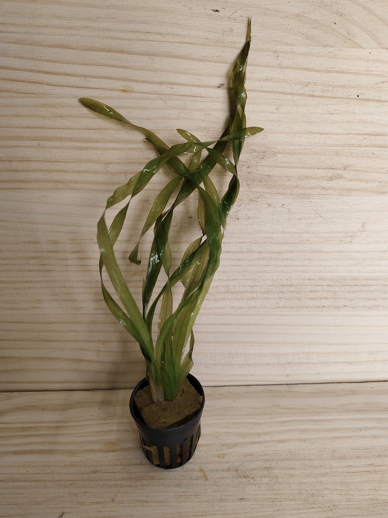 Vallisneria gigantea Curly asiática