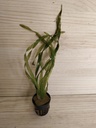 Vallisneria gigantea Curly asiática