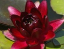Nymphaea Red