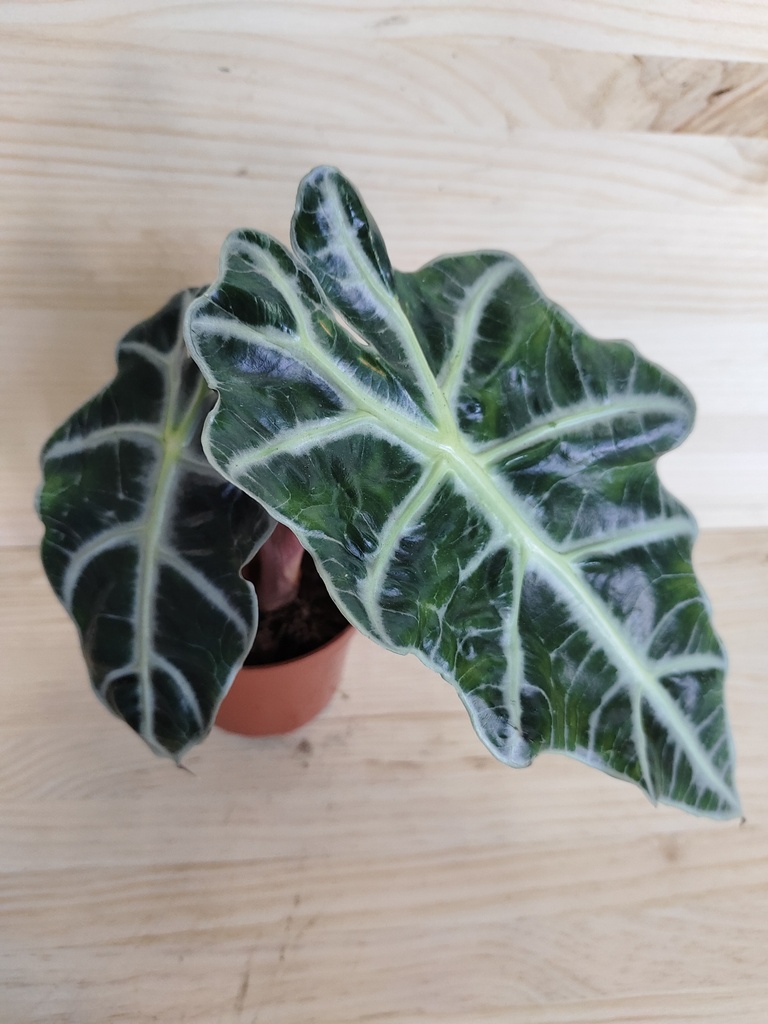 Alocasia Polly