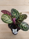 Calathea Roseopicta