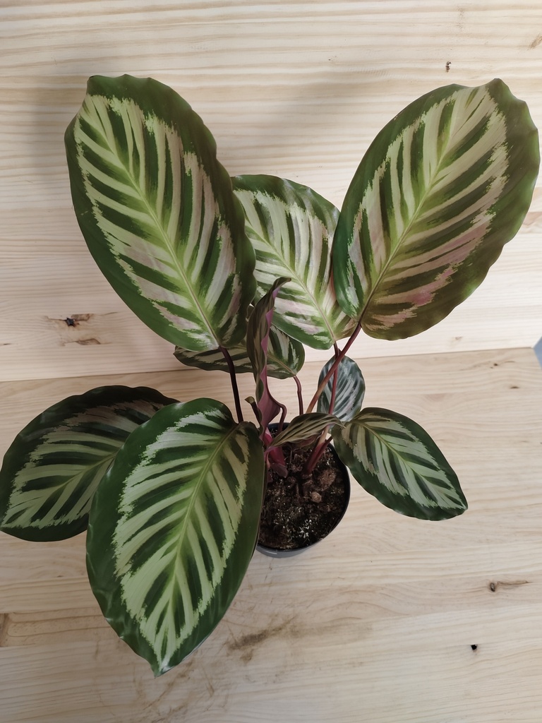 Calathea mix