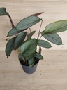 Calathea Oppenheimiana